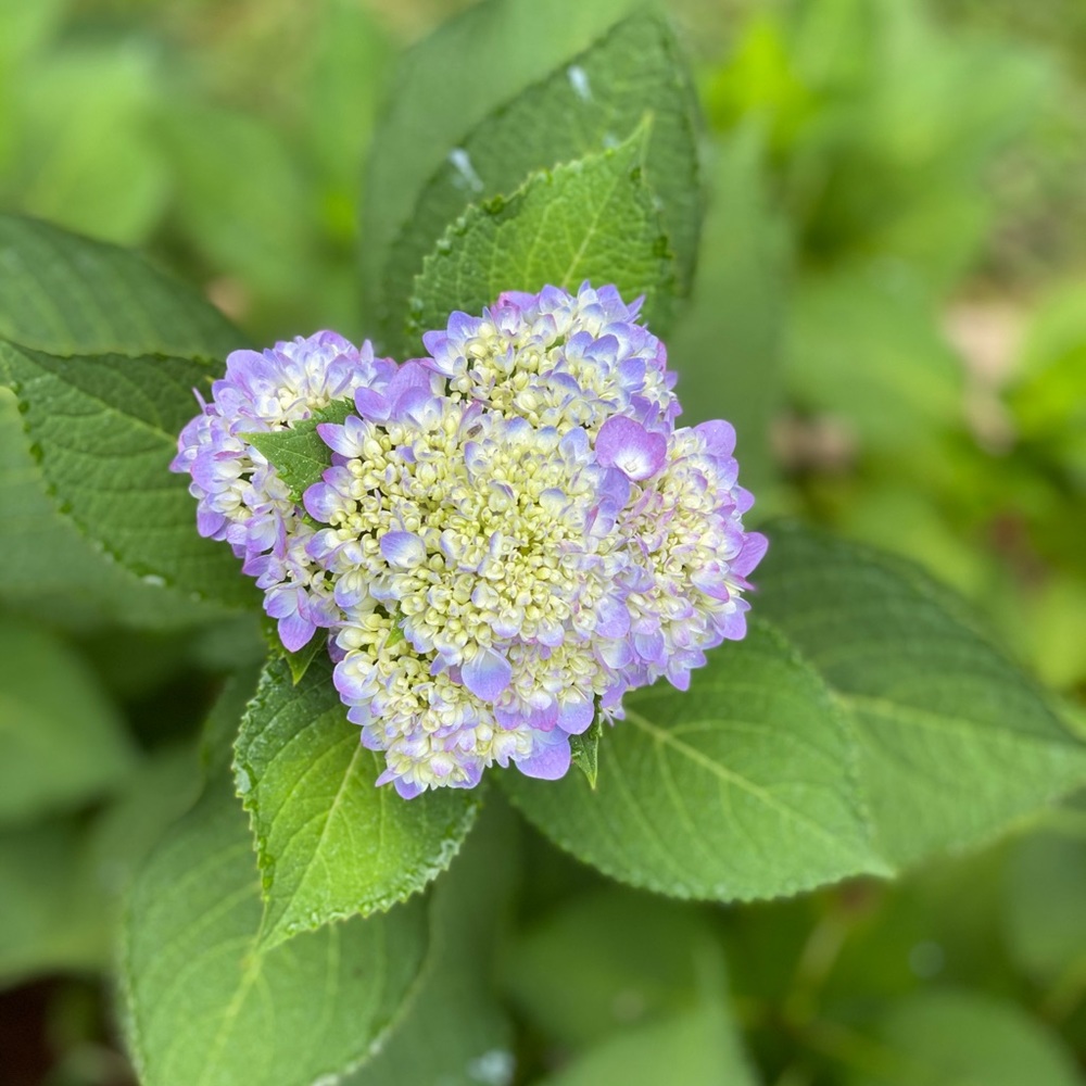 Meet your Posher, Marisol